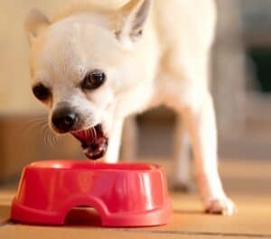 Washington Dog Bite Lawyer